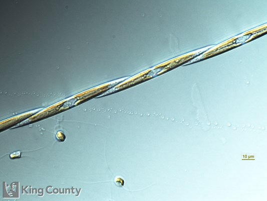 Photo of Pseudo-nitzschia spp. (large-celled)